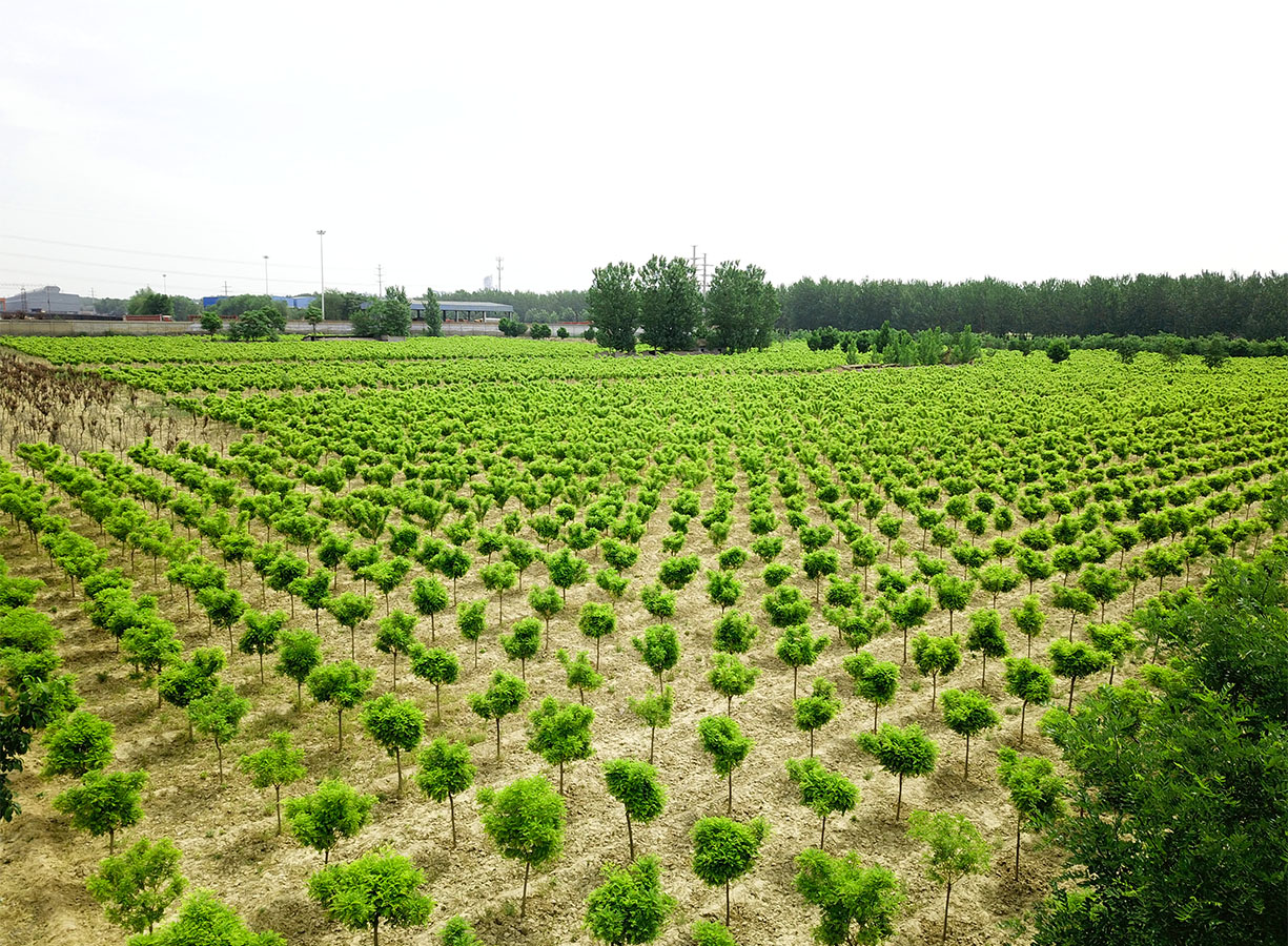 康培聞喜苗木基地